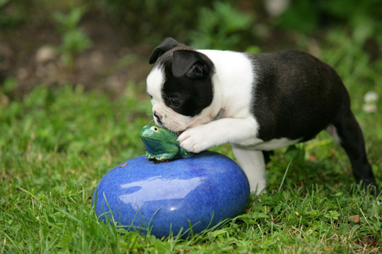 Boston-Terrier-Welpen - gp|Easy CMS